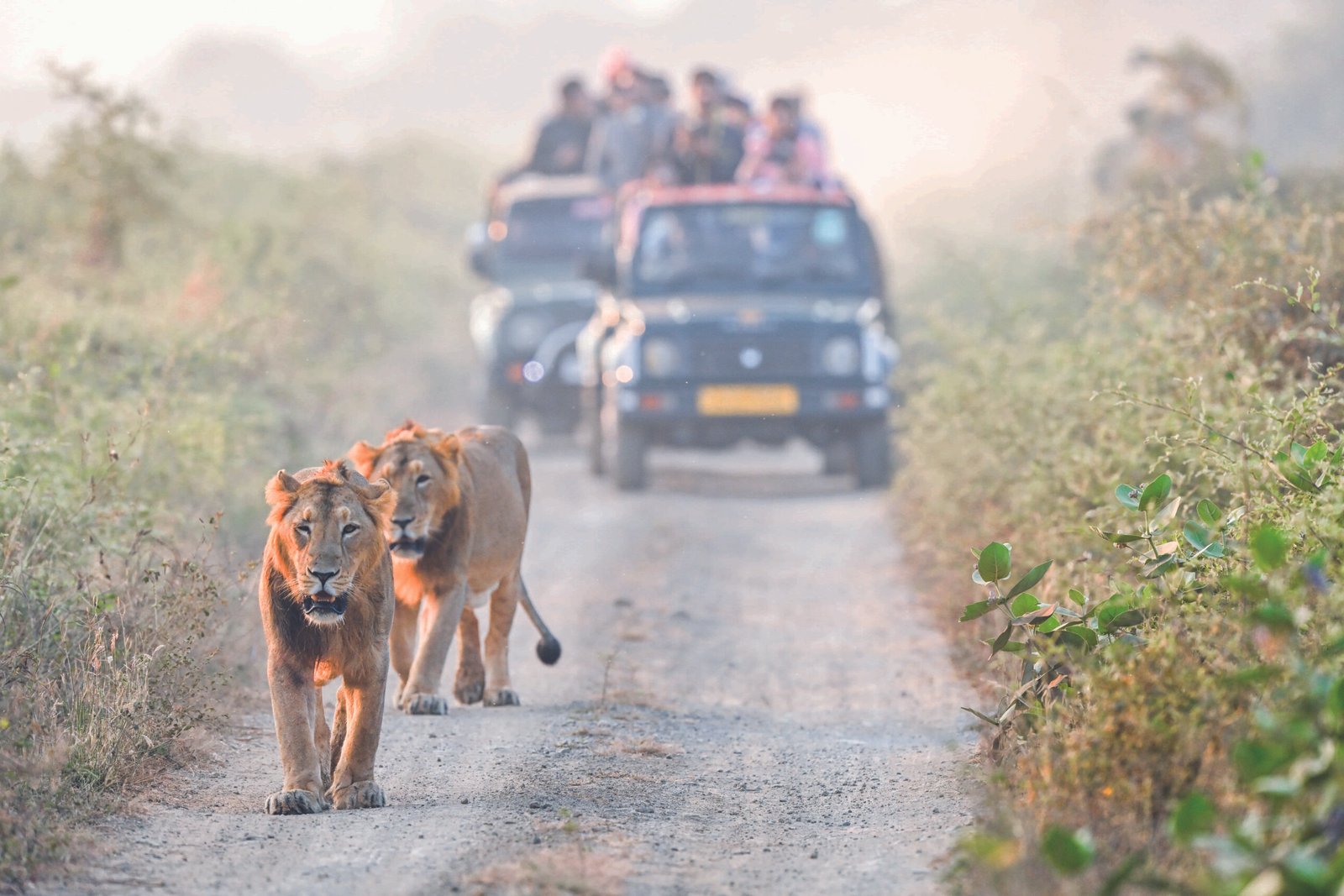 Tourists follow lions in Gir National Park