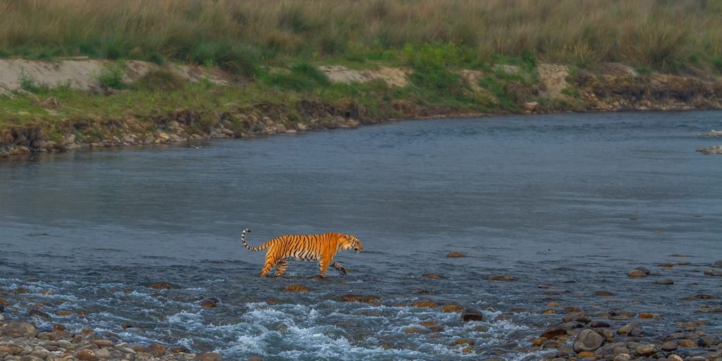Tigers' conservation can support water security