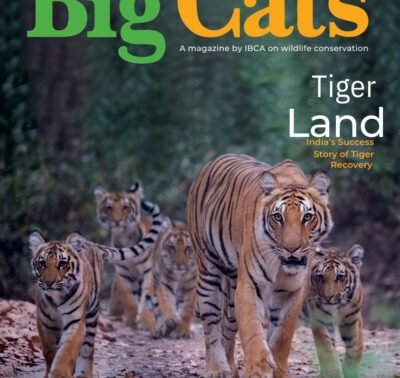 BigCats Magazine January - February edition 2026