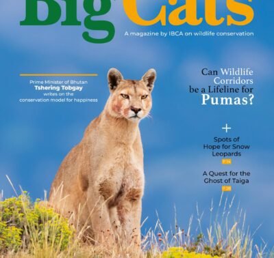 BigCats Magazine September-October edition 2025