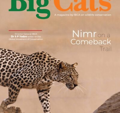 BigCats Magazine November - December edition 2025