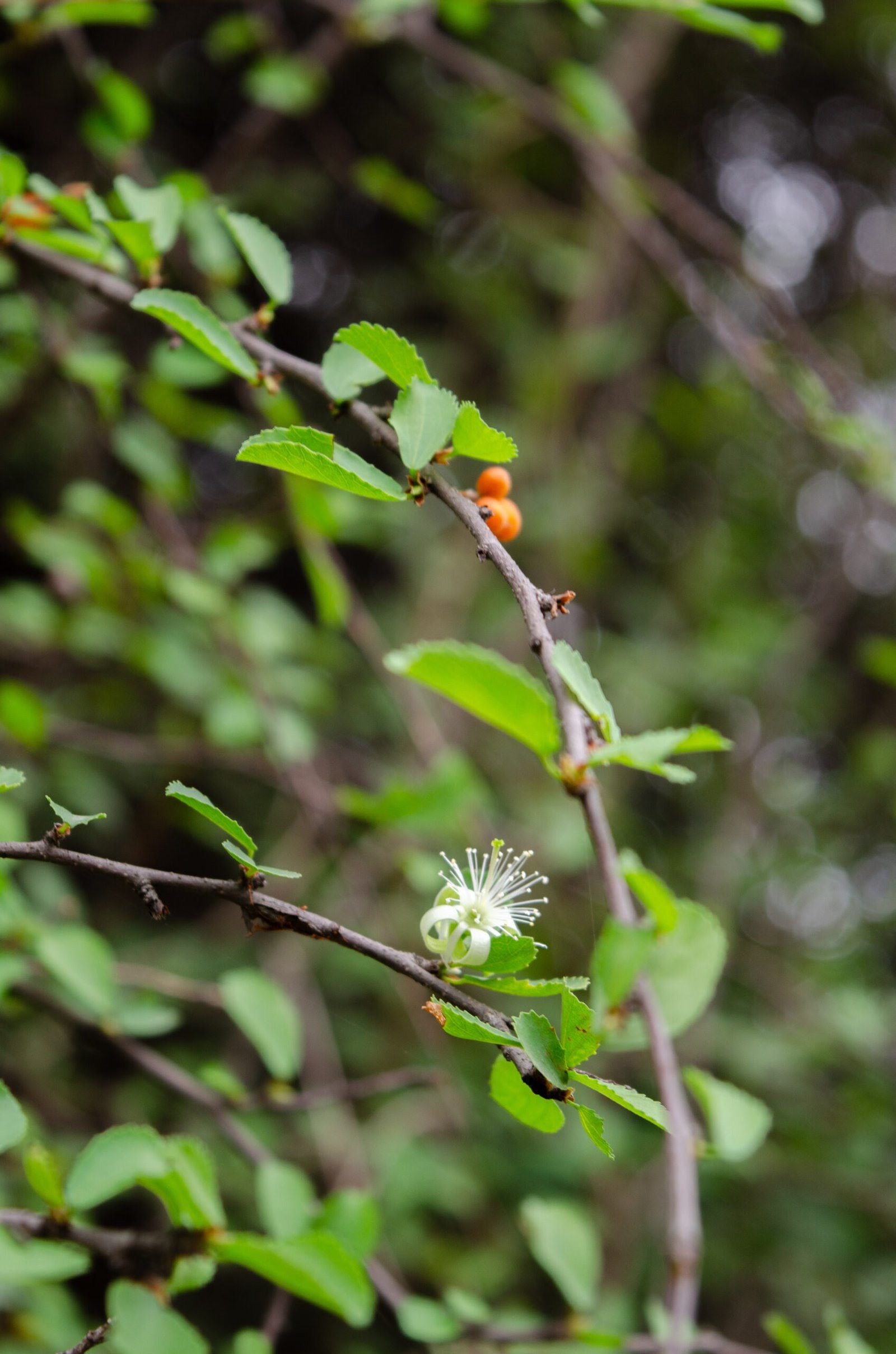 Hibiscus-micranthus_1-scaled.jpg