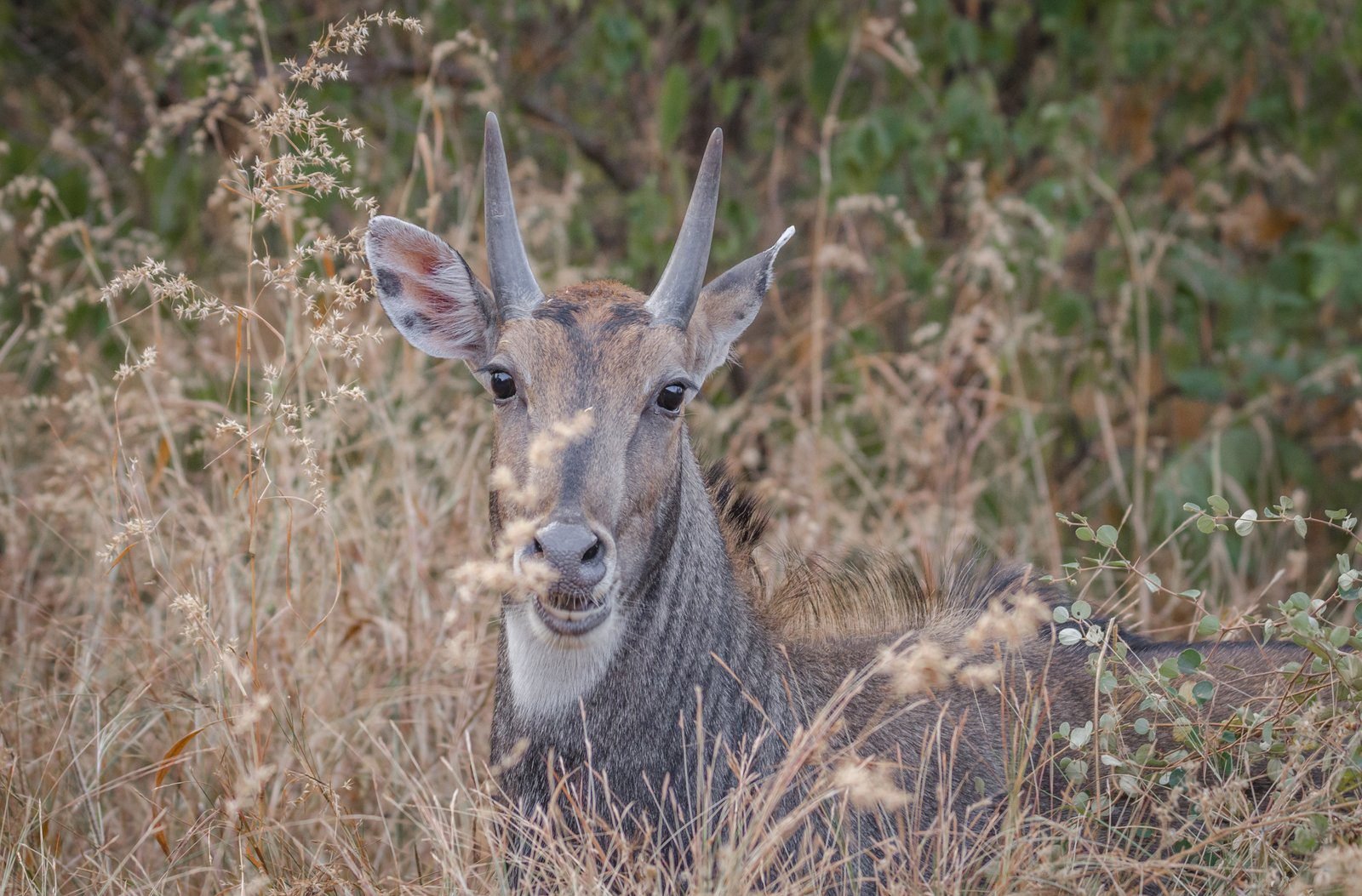 Nilgai.jpg