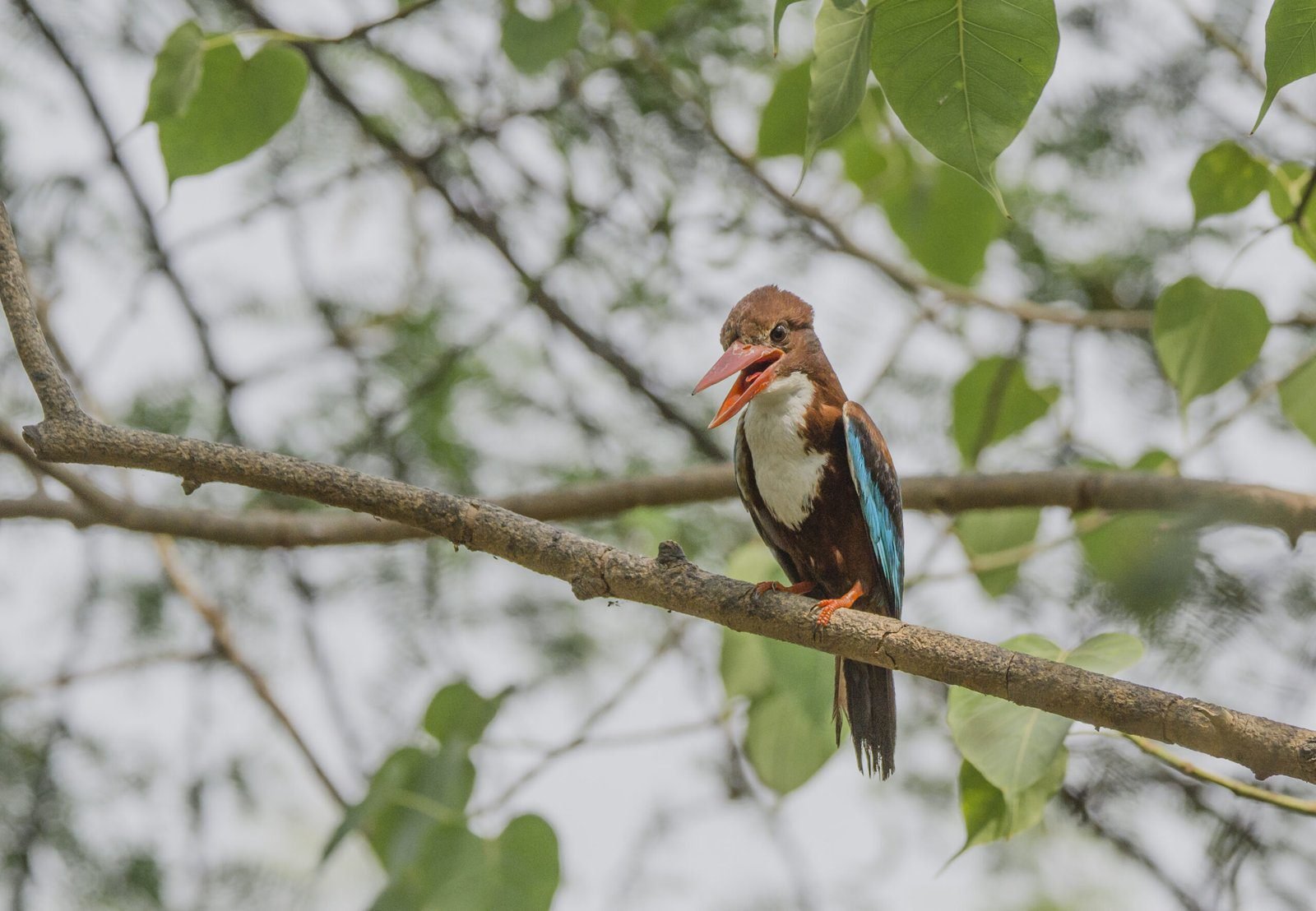 White-throated-kingfisher-scaled.jpg