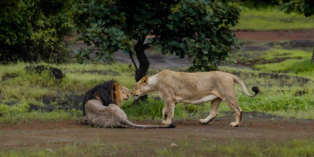 The Convergence of Nature and Culture: A Co-existence Marvel of the  Junagadh Landscape in Gujarat