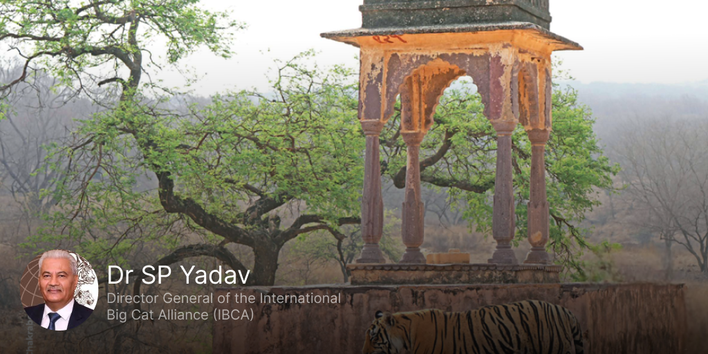 Tiger Land India’s Success Story of Tiger Recovery