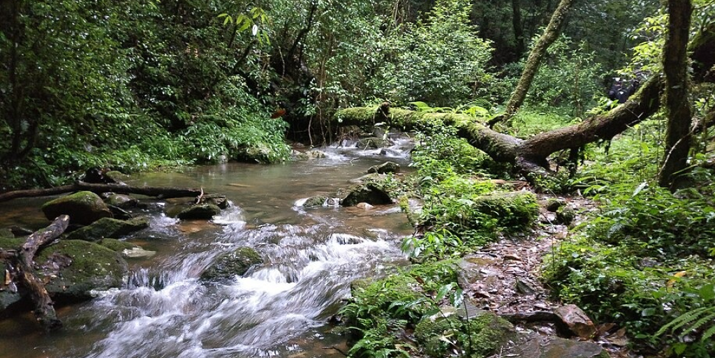 Sacred Groves: Living Models for Sustainable Conservation